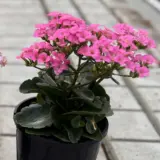 Kalanchoe Candy Pink P12kalcpi - Garden Express Australia