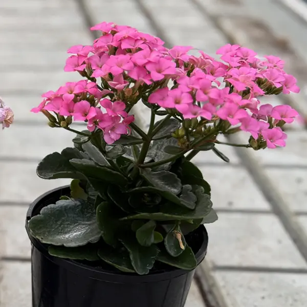 Kalanchoe Candy Pink Kalanchoe Candy Pink