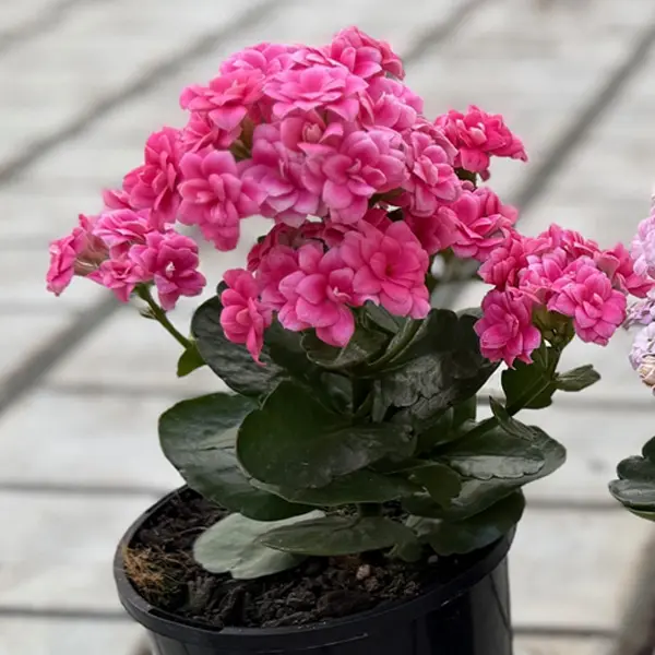 Kalanchoe Double Pink Kalanchoe Double Pink