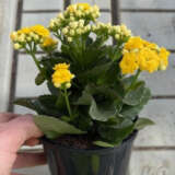 Kalanchoe Perfecta Yellow Kalanchoe Perfecta Yellow