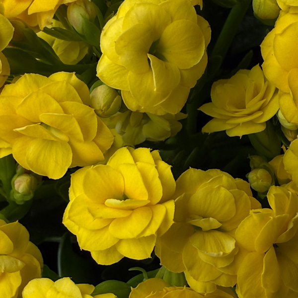 Kalanchoe Perfecta Yellow Kalanchoe Perfecta Yellow