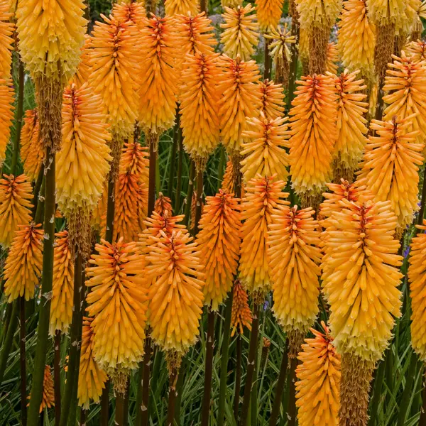 Kniphofia Tawny King 5pk Kniphofia Tawny King 5pk