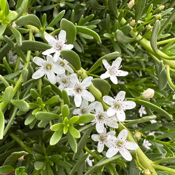 Myoporum Mallee Carpet Myoporum Mallee Carpet