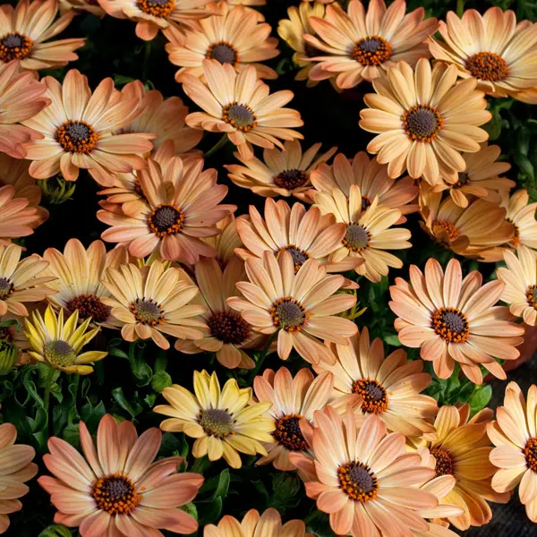 Osteospermum Apricot Osteospermum Apricot