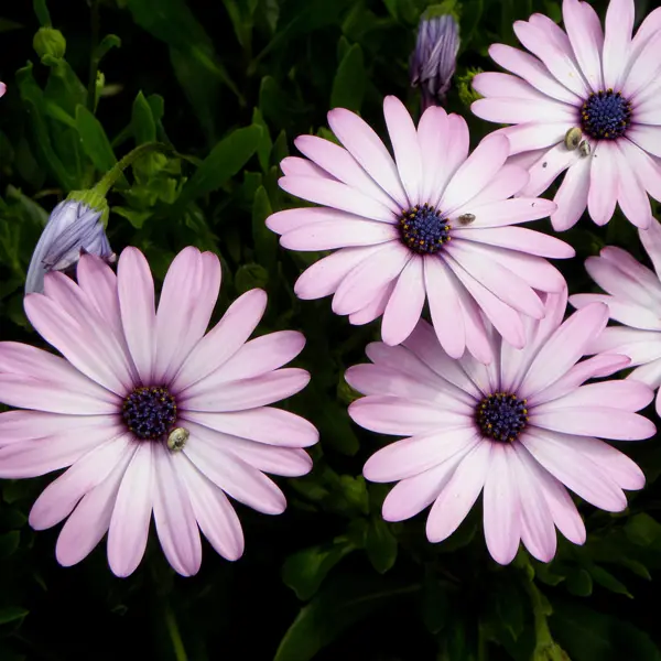 Osteospermum Pink Surprise Osteospermum Pink Surprise