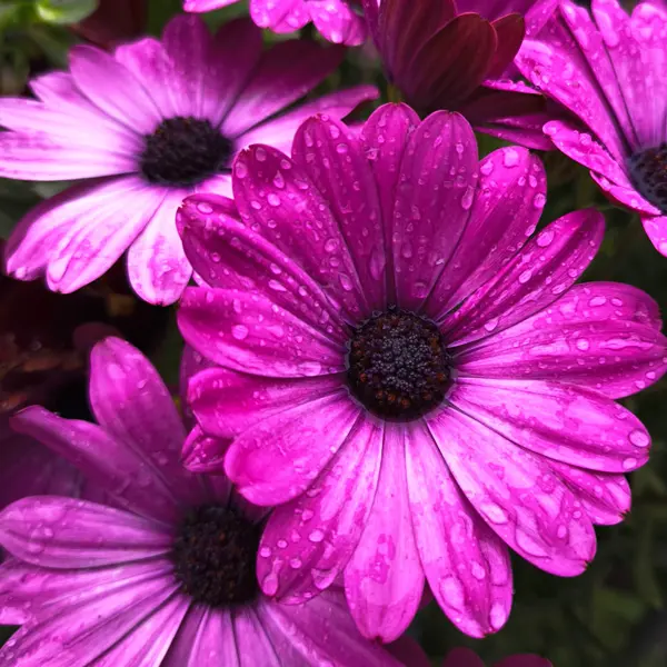 Osteospermum Raspberry Osteospermum Raspberry
