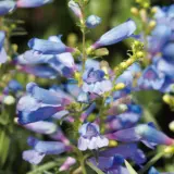 Penstemon Electric Blue Lpopenebl - Garden Express Australia