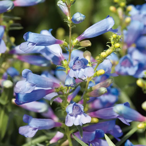 Penstemon Electric Blue Penstemon Electric Blue