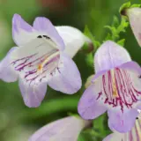 Penstemon Mother Of Pearl 50mm Penstemon Mother Of Pearl 50mm