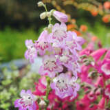 Penstemon Mother Of Pearl 50mm Penstemon Mother Of Pearl 50mm