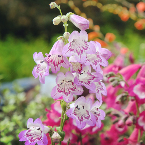 Penstemon Mother Of Pearl 50mm Penstemon Mother Of Pearl 50mm
