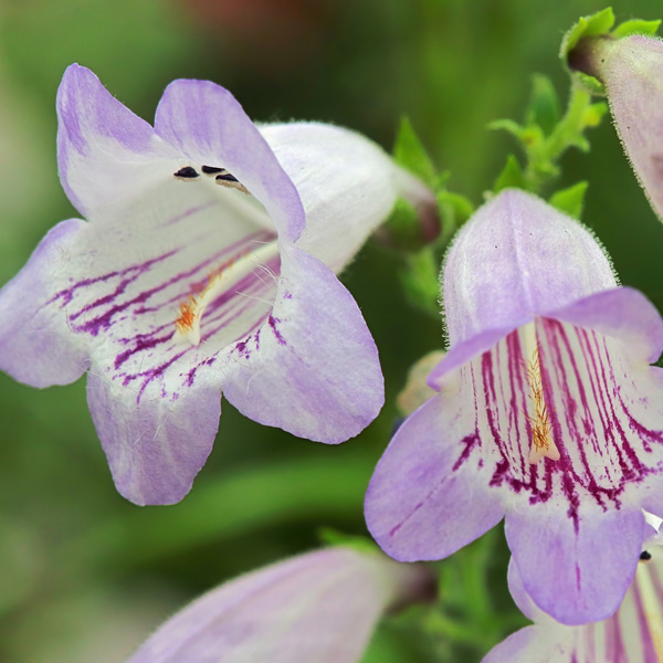 Penstemon Mother Of Pearl 50mm Penstemon Mother Of Pearl 50mm