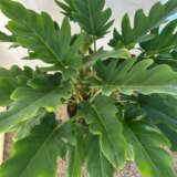 Philodendron Peggasus (Pbr) Philodendron Peggasus (Pbr)