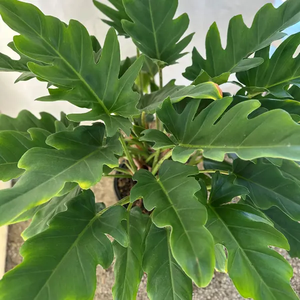 Philodendron Peggasus (Pbr) Philodendron Peggasus (Pbr)