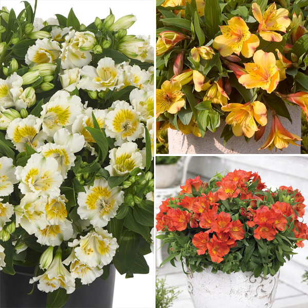 Princess Lily Collection 3- 3 Plants Princess Lily Collection 3- 3 Plants