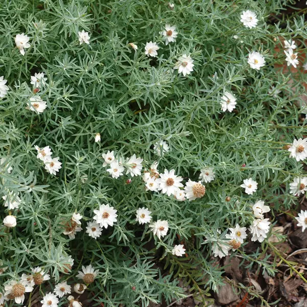 Rhodanthe Chamomile Sunray Rhodanthe Chamomile Sunray