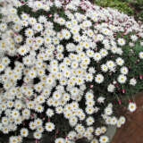 Rhodanthe Red Point Rhodanthe Red Point