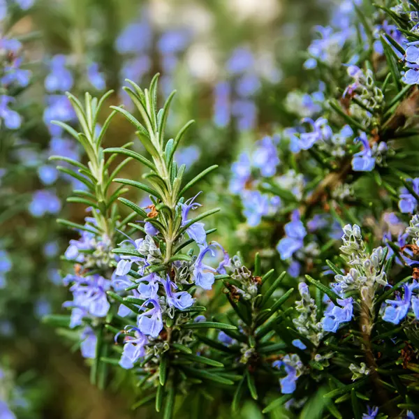 Rosemary Officinalis Rosemary Officinalis