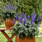 Salvia Mysty 140mm Salvia Mysty 140mm