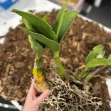 Sydney Rock Orchid- Large Sydney Rock Orchid- Large