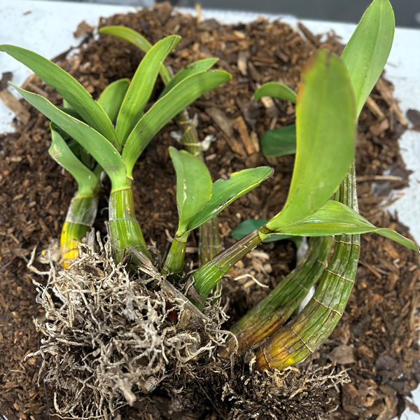 Sydney Rock Orchid- Large Sydney Rock Orchid- Large