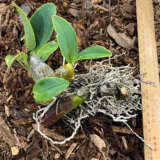 Sydney Rock Orchid- Small Sydney Rock Orchid- Small