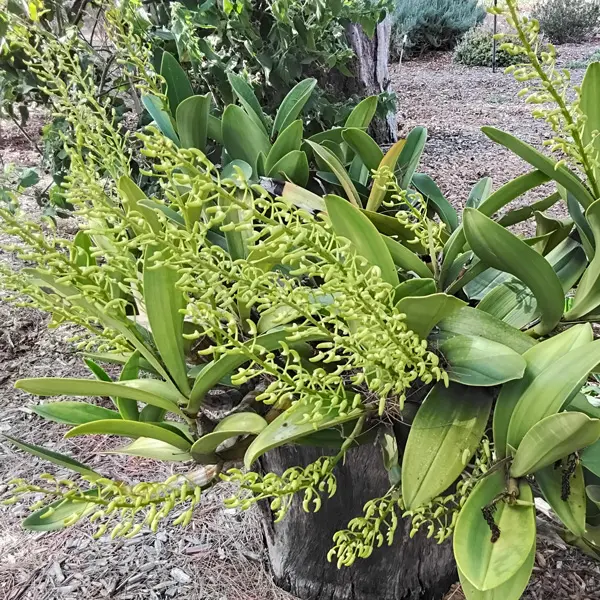 Sydney Rock Orchid- Small