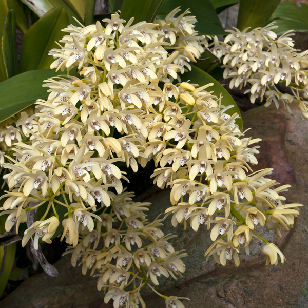 Sydney Rock Orchid- Small Sydney Rock Orchid- Small