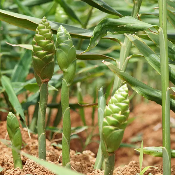 Zingiber – Edible Ginger Zingiber – Edible Ginger