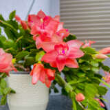 Schlumbergera-Zygocactus Purple Schlumbergera-Zygocactus Purple