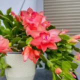 Zygocactus Orange P68schzor - Garden Express Australia