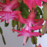 Schlumbergera-Zygocactus Pink Schlumbergera-Zygocactus Pink