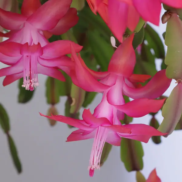 Schlumbergera-Zygocactus Pink Schlumbergera-Zygocactus Pink
