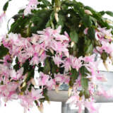 Schlumbergera-Zygocactus White Schlumbergera-Zygocactus White