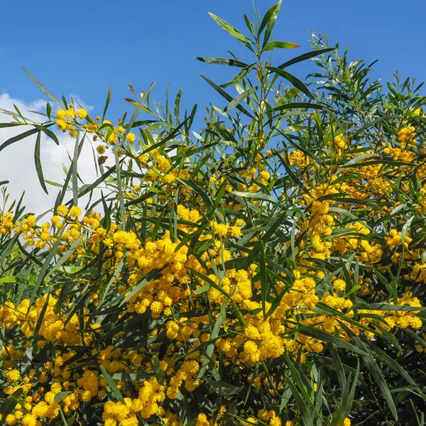 Acacia Saligna Acacia Saligna