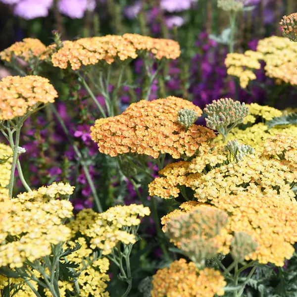 Achillea Walter Funke Achillea Walter Funke