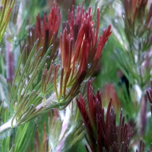 Adenanthos Bronze Glow Adenanthos Bronze Glow