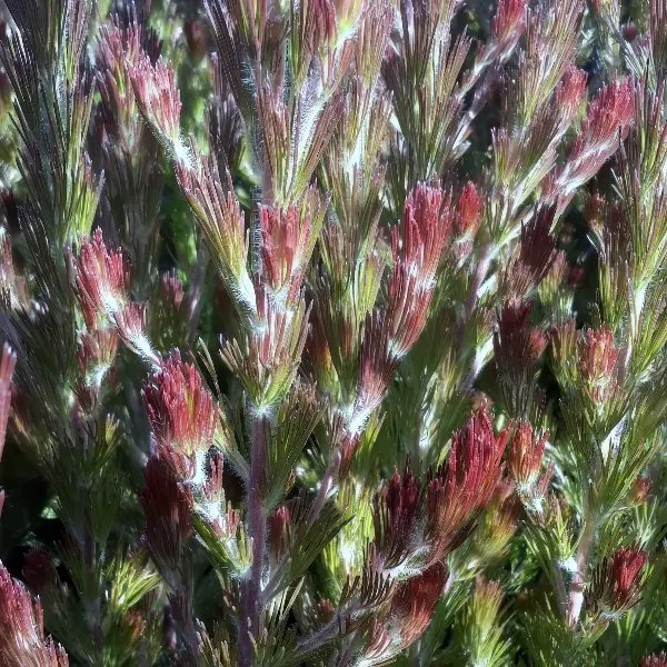 Adenanthos Bronze Glow Adenanthos Bronze Glow