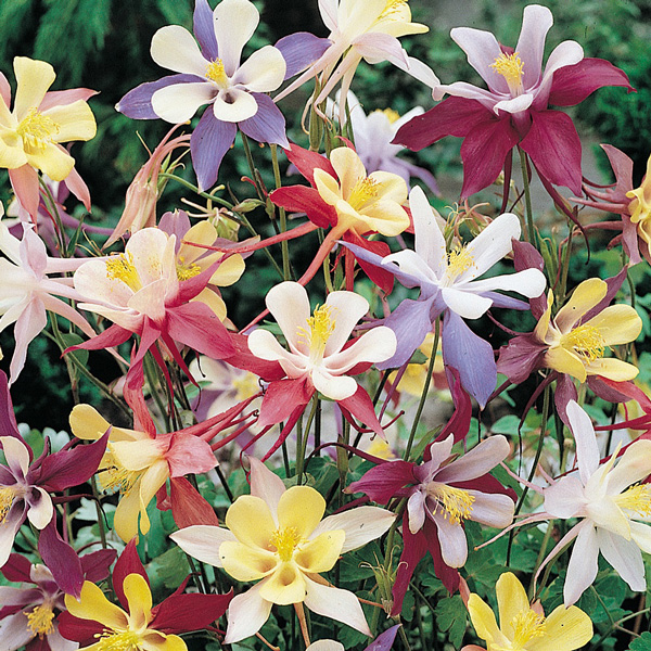 Aquilegia Mckana Giants Mixed