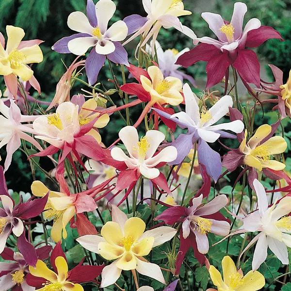 Aquilegia Mckana Giants Mixed Aquilegia Mckana Giants Mixed