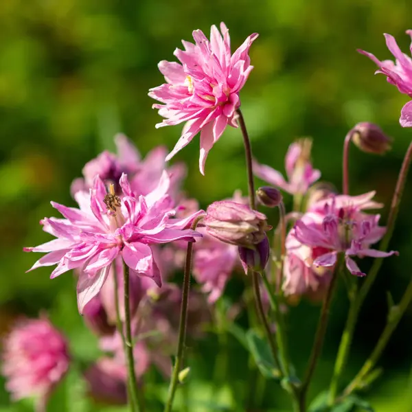 Aquilegia Salmon Rose Aquilegia Salmon Rose