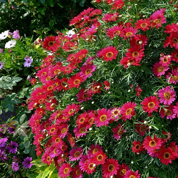 Argyranthemum Margarita Burgundy Argyranthemum Margarita Burgundy