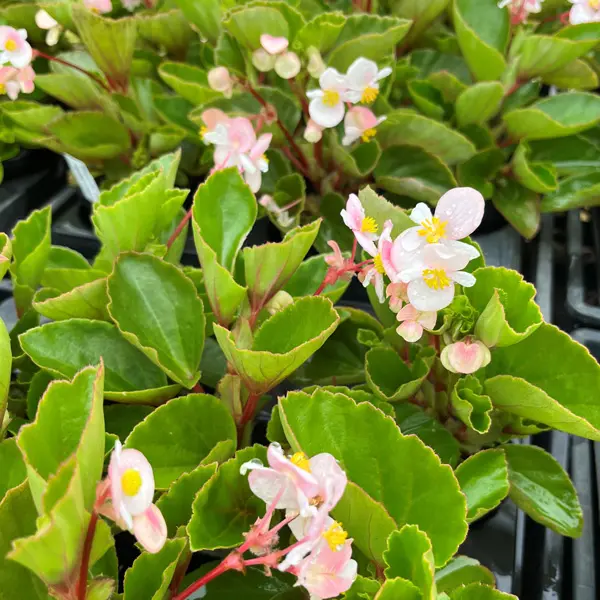 Begonia Hula Blush Begonia Hula Blush