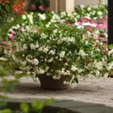 Begonia Hula Blush - Garden Express Australia