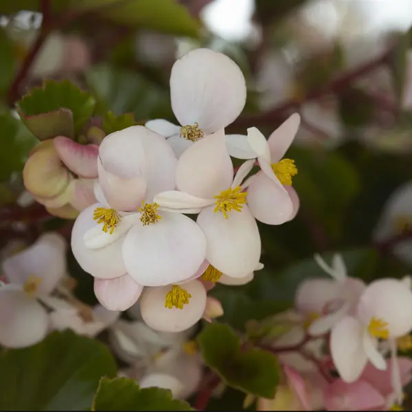 Begonia Hula Blush Begonia Hula Blush