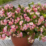 Begonia Hula Pink