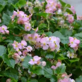 Begonia Hula Collection Begonia Hula Collection