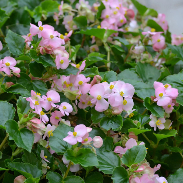 Begonia Hula Collection