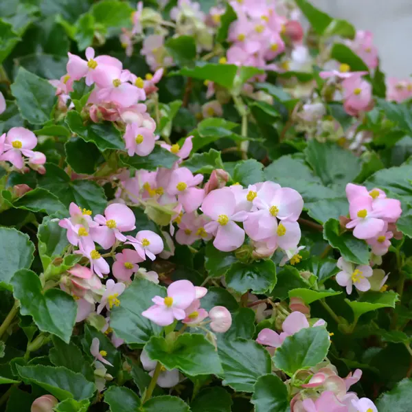 Begonia Hula Collection Begonia Hula Collection