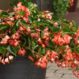 Begonia Hula Red P68beghrd - Garden Express Australia